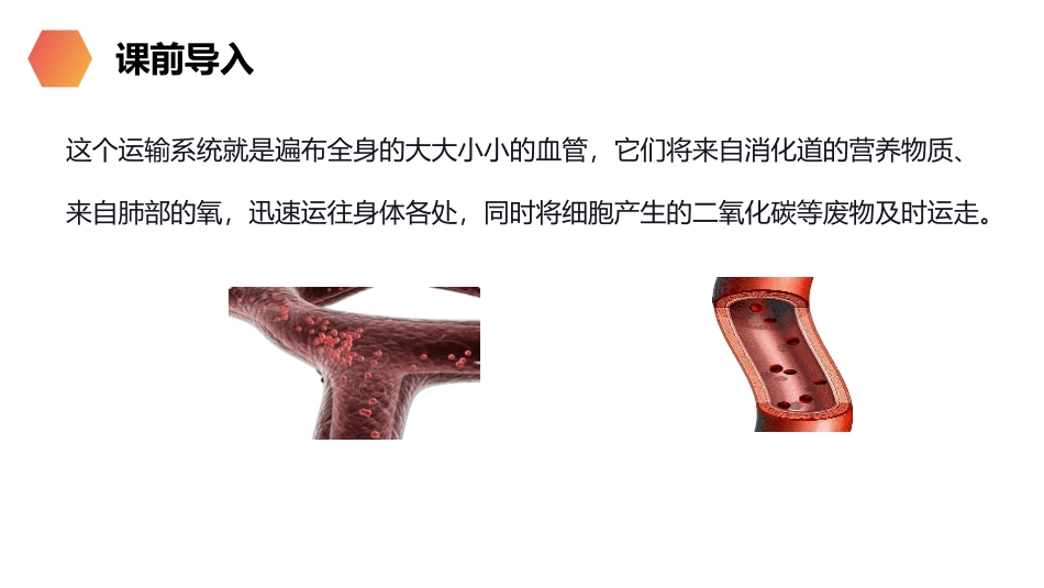 《血流的管道-血管》PPT精品课件[人教版七年级生物下册]_第3页