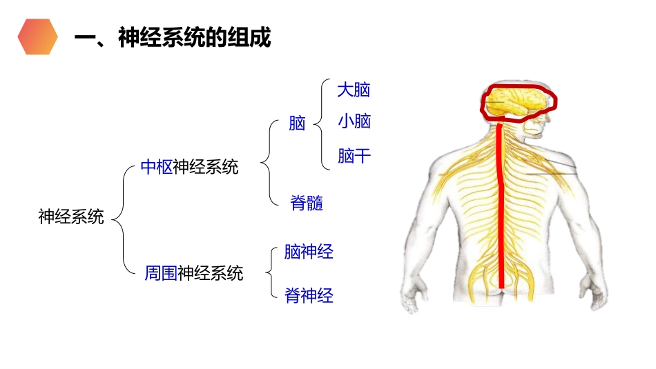 《神经系统的组成》PPT精品课件[人教版七年级生物下册]_第3页