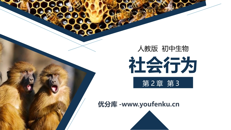 《社会行为》PPT精品课件[人教版八年级生物上册]_第1页