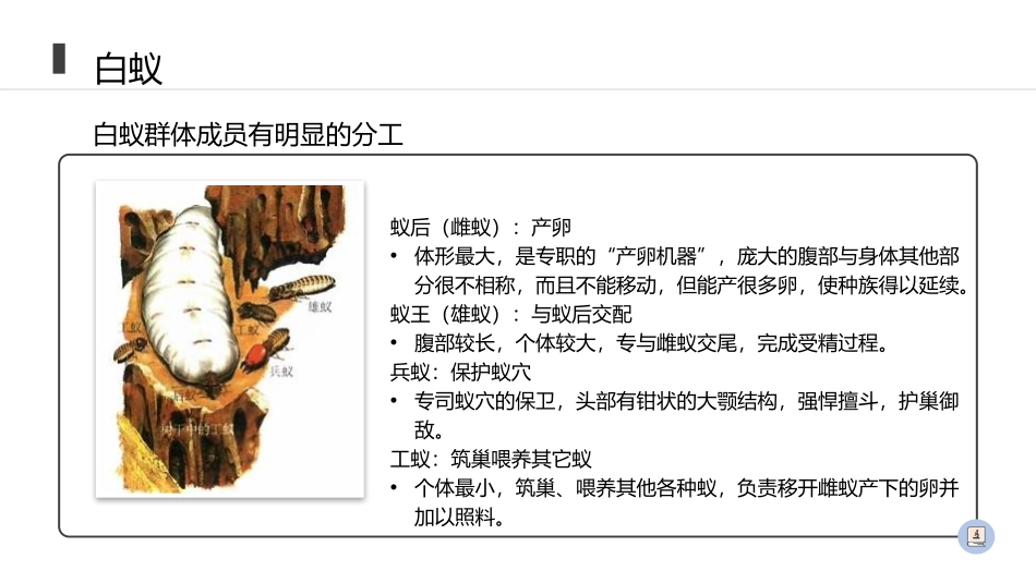 《社会行为》PPT精品课件[人教版八年级生物上册]_第3页