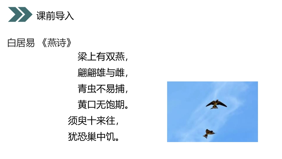 《鸟的生殖和发育》PPT精品课件[人教版八年级生物下册]_第3页