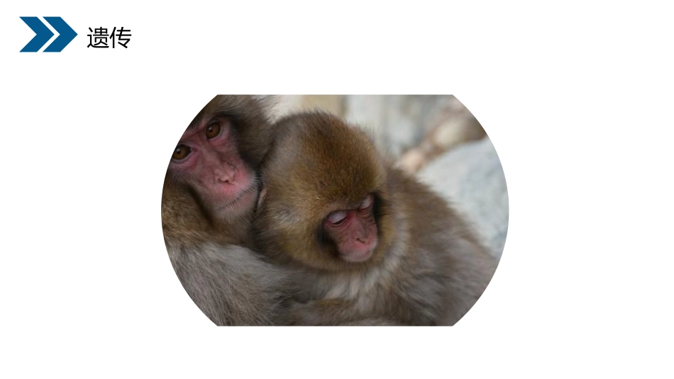 《基因控制生物的性状》PPT精品课件[人教版八年级生物下册]_第3页