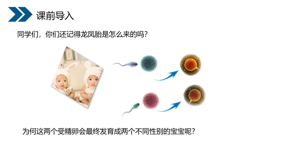 《人的性别遗传》PPT精品课件[人教版八年级生物下册]_第2页
