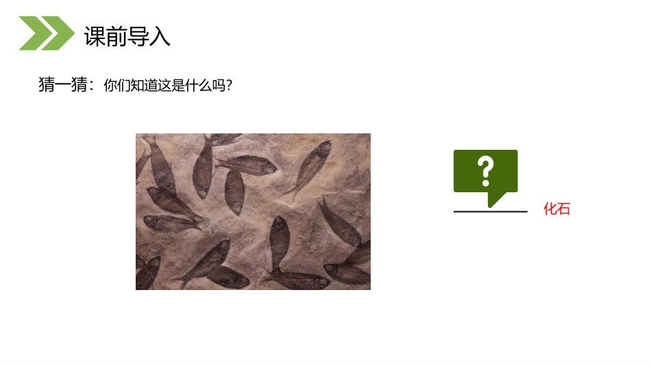 《生物进化的历程》PPT精品课件[人教版八年级生物下册]_第2页