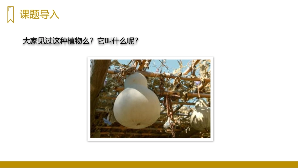 《我要的是葫芦》PPT精品课件[部编版二年级语文上册]_第2页