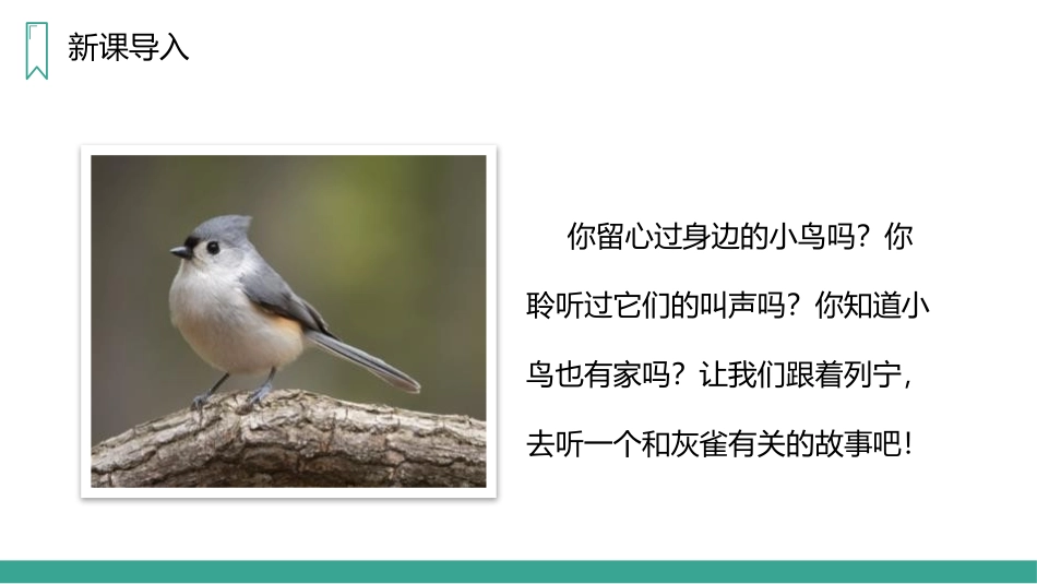 《灰雀》PPT精品课件[部编版三年级语文上册]_第2页