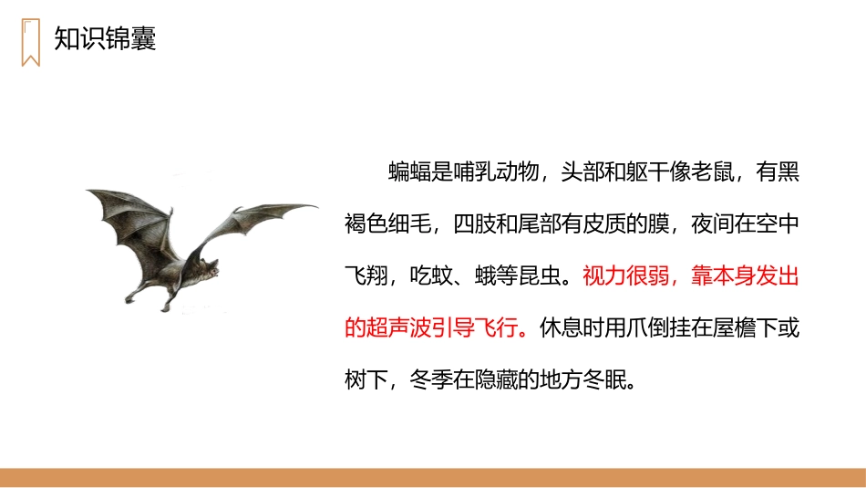 《蝙蝠和雷达》PPT精品课件[部编版四年级语文上册]_第1页