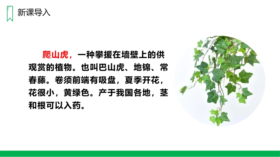 《爬山虎的脚》PPT精品课件[部编版四年级语文上册]_第3页
