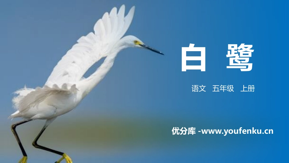 《白鹭》PPT精品课件[部编版五年级语文上册]_第1页