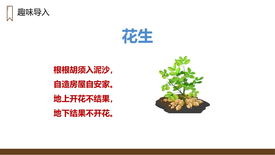 《落花生》PPT精品课件[部编版五年级语文上册]_第2页
