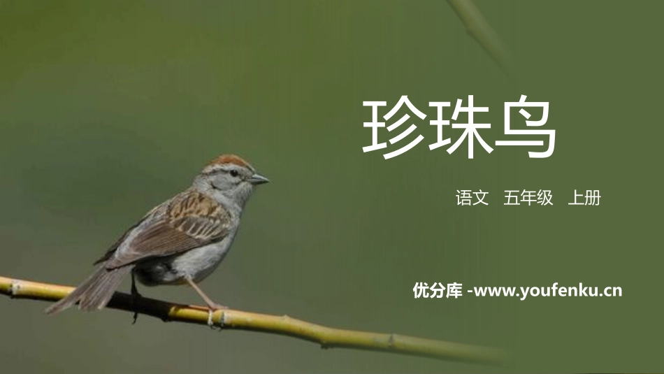 《珍珠鸟》PPT免费课件[部编版五年级语文上册]_第1页