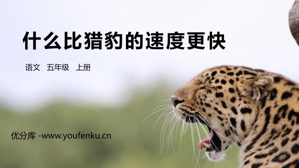 《什么比猎豹的速度更快》PPT精品课件[部编版五年级语文]_第1页