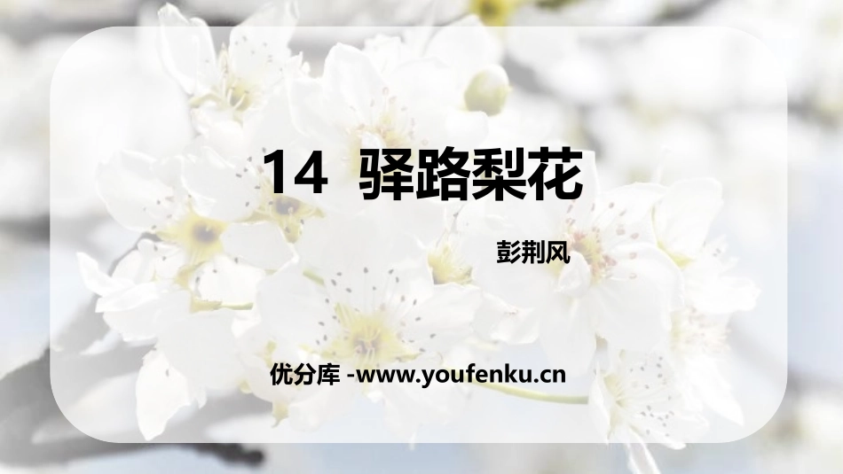 《驿路梨花》PPT优质课件[部编版七年级语文下册]_第1页