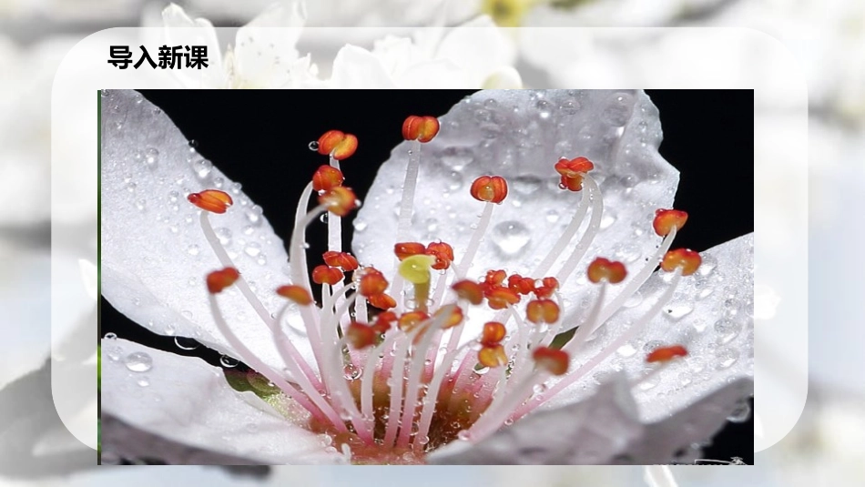 《驿路梨花》PPT优质课件[部编版七年级语文下册]_第2页