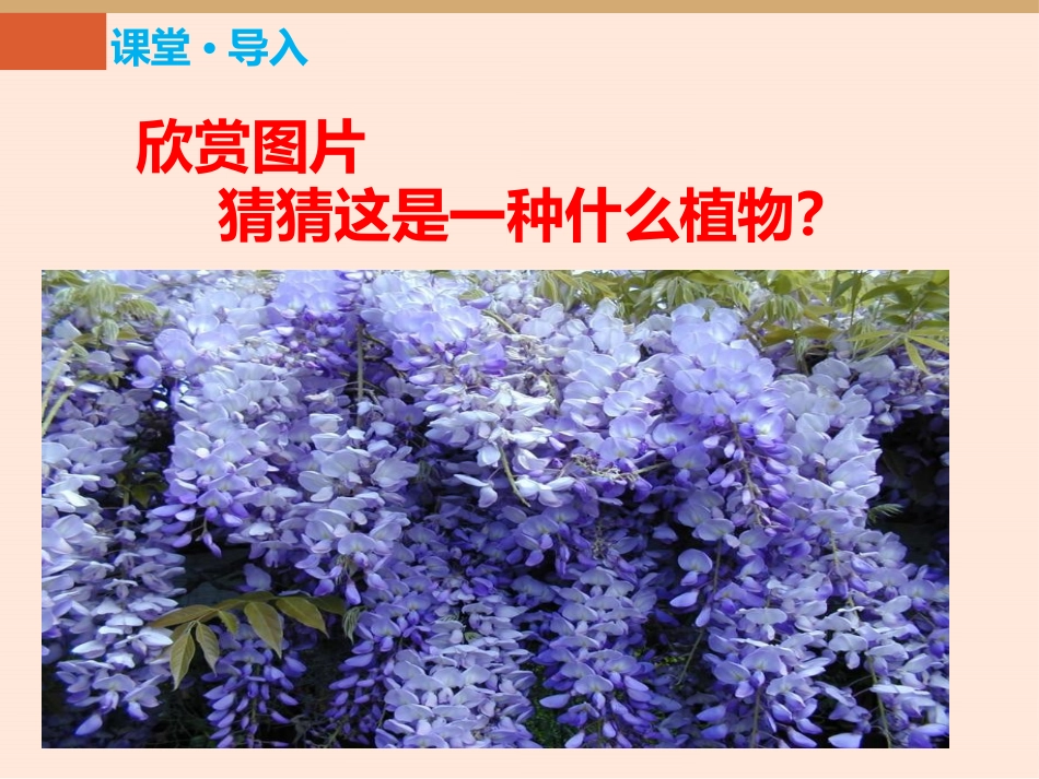 《紫藤萝瀑布》PPT优秀课件[部编版七年级语文下册]_第2页