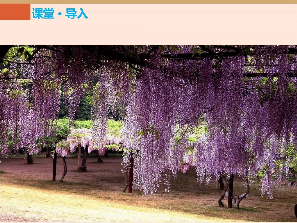《紫藤萝瀑布》PPT优秀课件[部编版七年级语文下册]_第3页