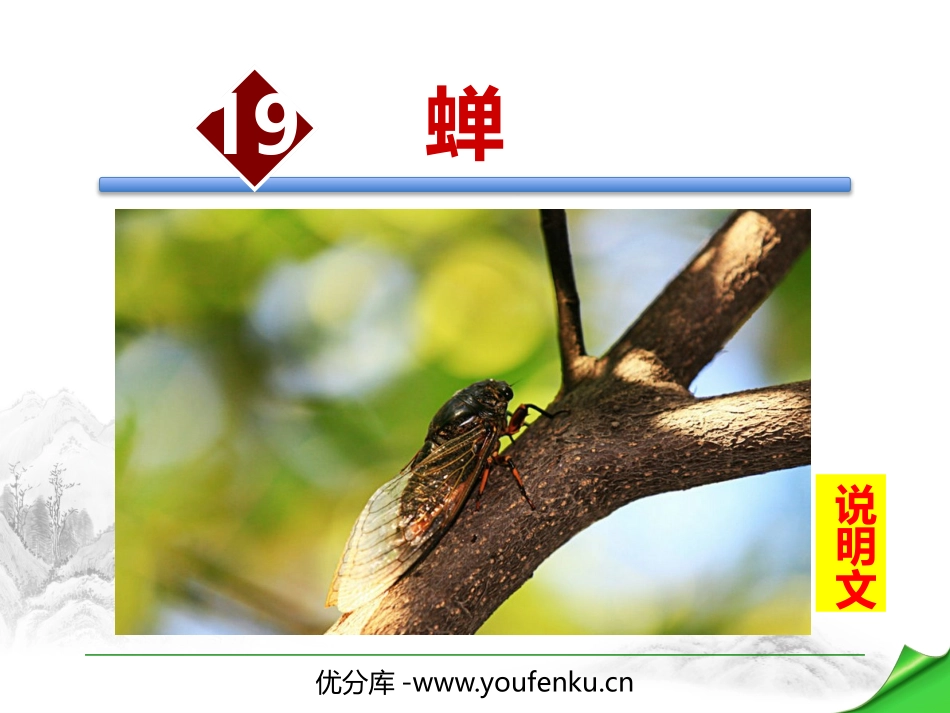 《蝉》PPT优秀课件[部编版八年级语文上册]_第1页