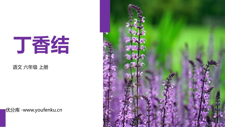《丁香结》PPT优质课件[部编版六年级语文上册]_第1页