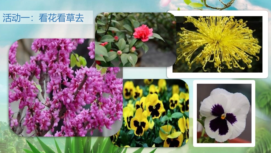 《花儿草儿真美丽》PPT课件[一年级道德与法治下册]_第2页