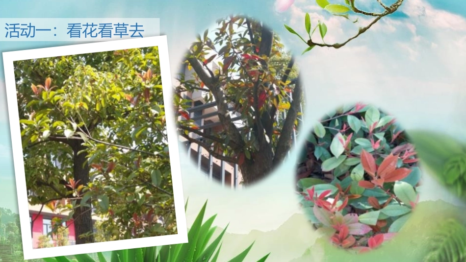 《花儿草儿真美丽》PPT课件[一年级道德与法治下册]_第3页