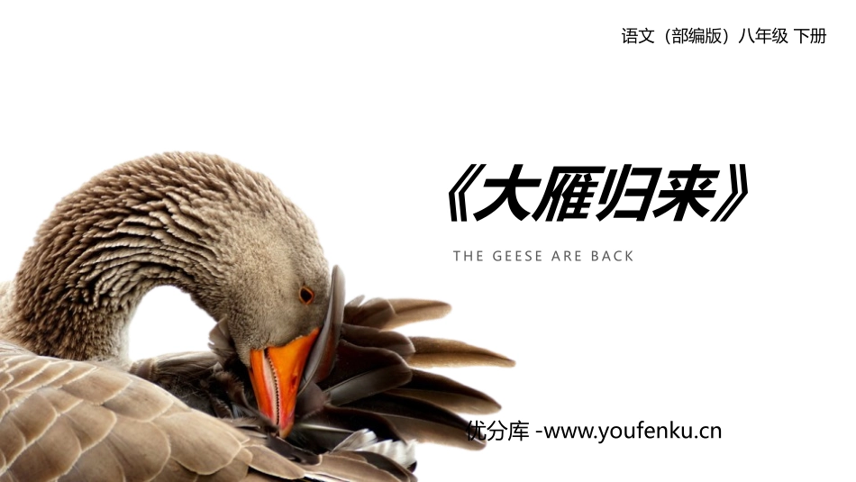 《大雁归来》PPT精品课件[部编版八年级语文下册]_第1页