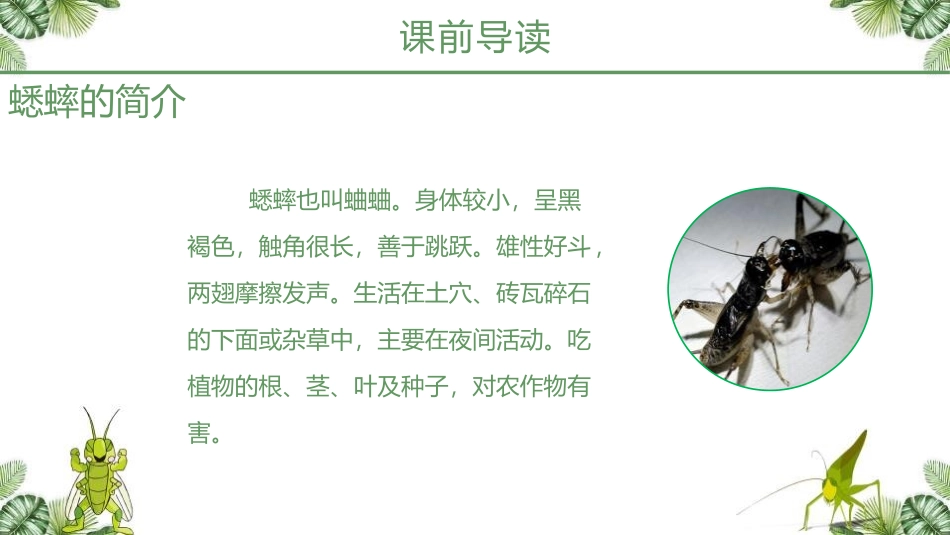 《蟋蟀的住宅》PPT优质课件[部编版四年级语文上册]_第3页
