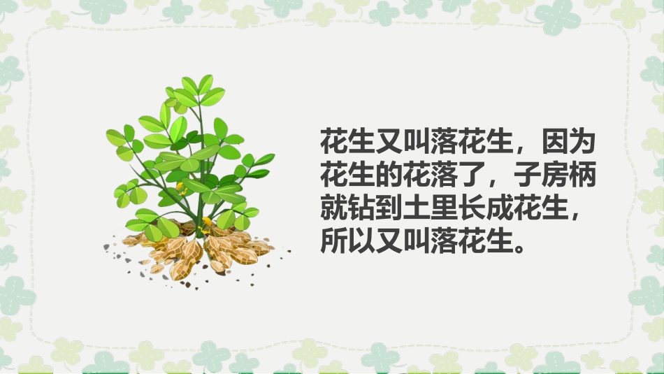 《落花生》PPT课文课件[部编版五年级语文上册]_第2页