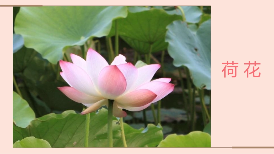 《花儿寄深情》PPT课件[一年级美术上册]_第3页
