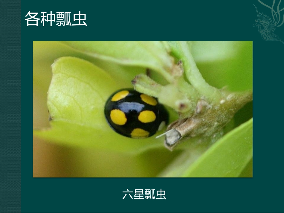 《瓢虫的花衣裳》PPT免费课件[一年级美术下册]_第3页