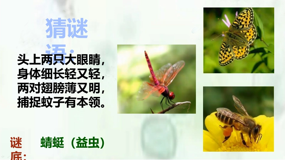 《蜻蜓飞飞》PPT课件[二年级美术上册]_第2页