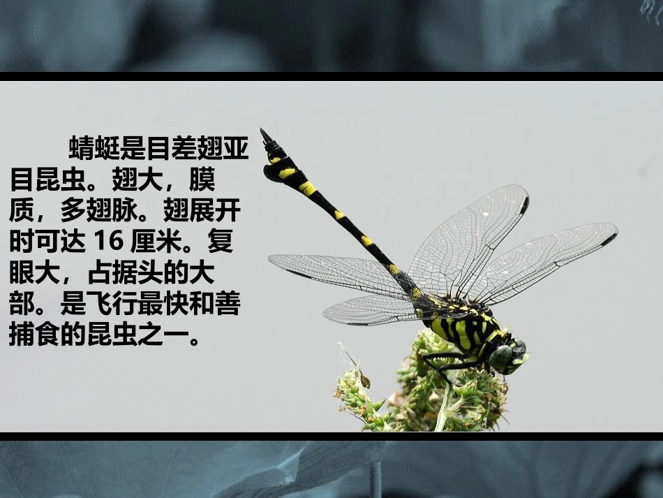 《蜻蜓飞飞》PPT免费课件[二年级美术上册]_第2页