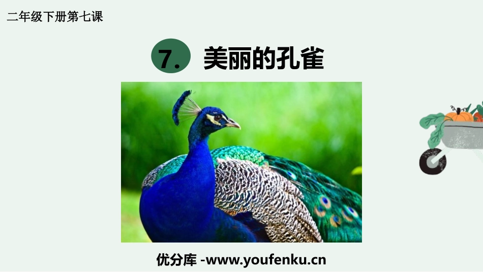 《美丽孔雀》PPT课件[二年级美术下册]_第1页
