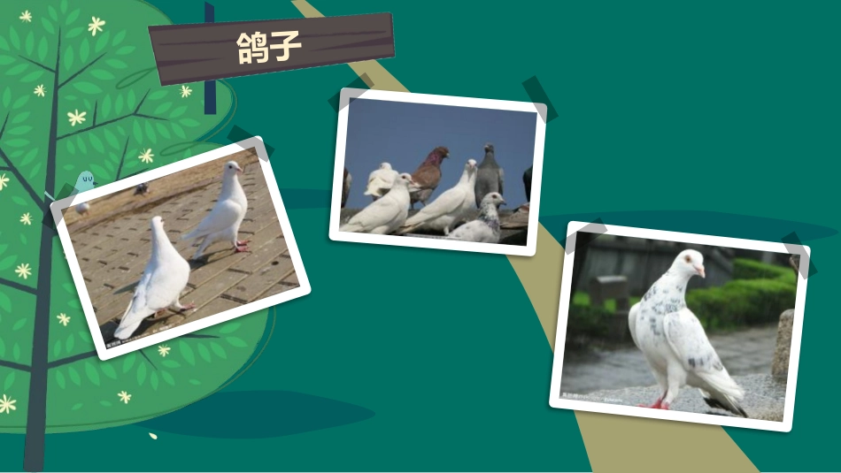 《小鸟的家》PPT教学课件[二年级美术下册]_第1页