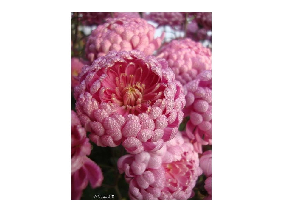 《美丽的花》PPT课件[三年级美术上册]_第2页