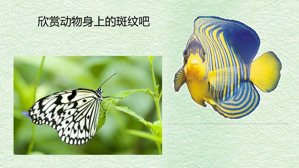 《动物的花衣裳》PPT免费课件[三年级美术下册]_第3页