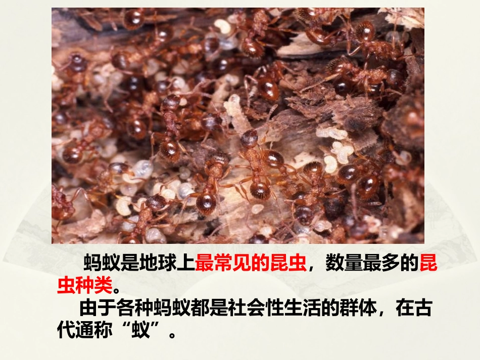 《小蚂蚁》PPT免费课件[一年级音乐下册]_第3页