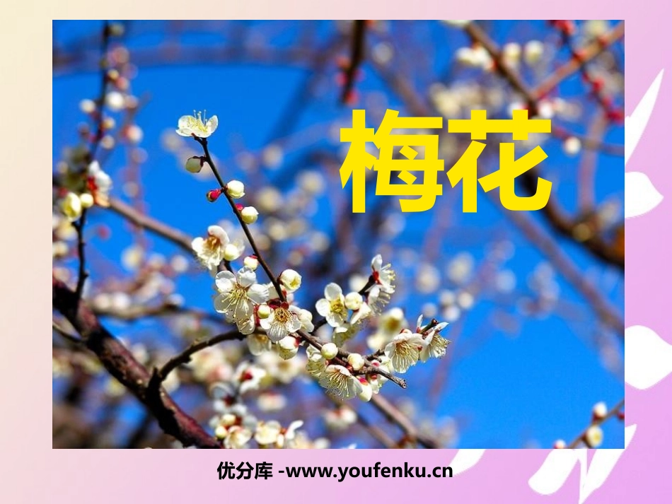 《梅花》PPT课件[五年级音乐下册]_第1页