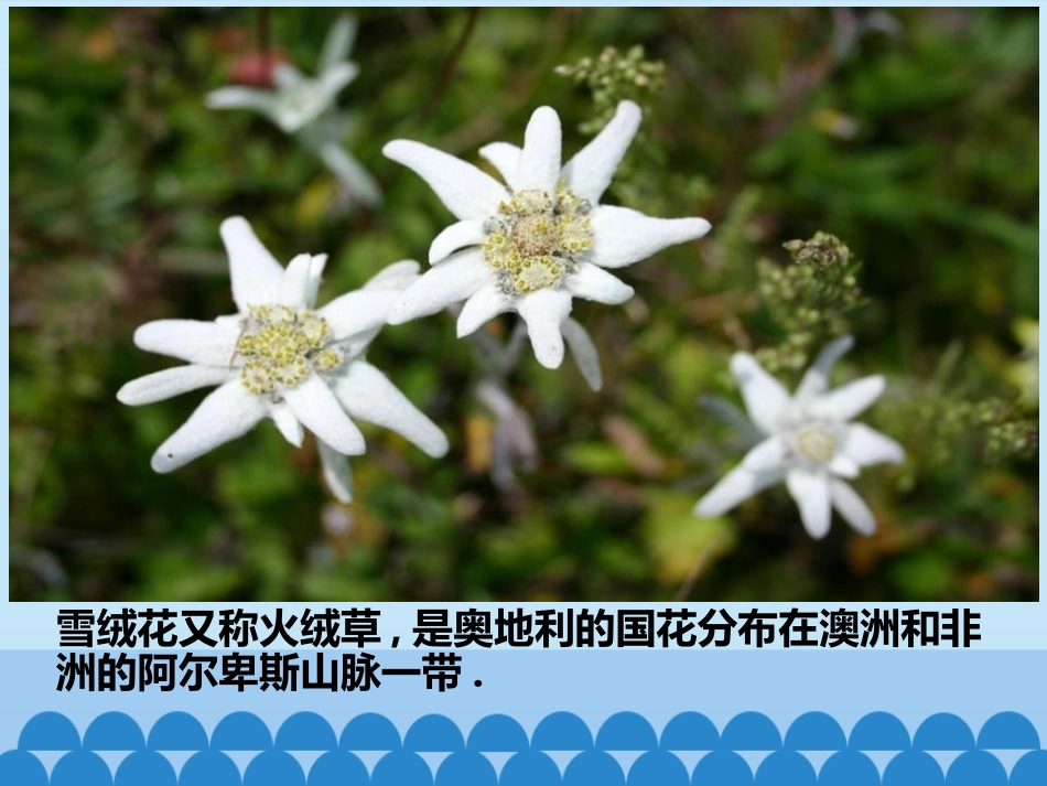 《雪绒花》PPT课件[六年级音乐上册]_第2页