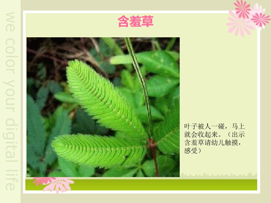 《植物趣闻》PPT课件[幼儿园科学课件]_第2页