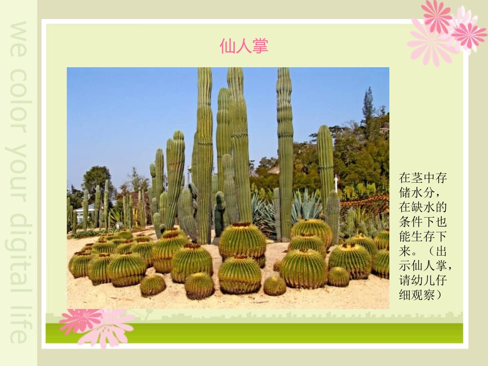 《植物趣闻》PPT课件[幼儿园科学课件]_第3页