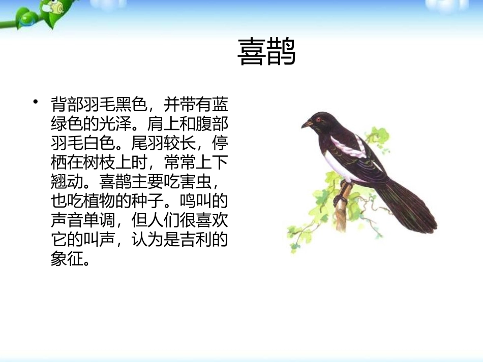 《我们的鸟类朋友》PPT课件[幼儿园社会课件]_第2页