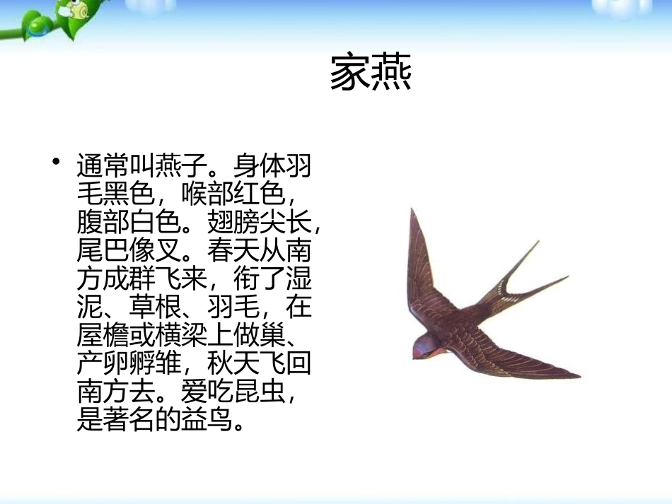 《我们的鸟类朋友》PPT课件[幼儿园社会课件]_第3页