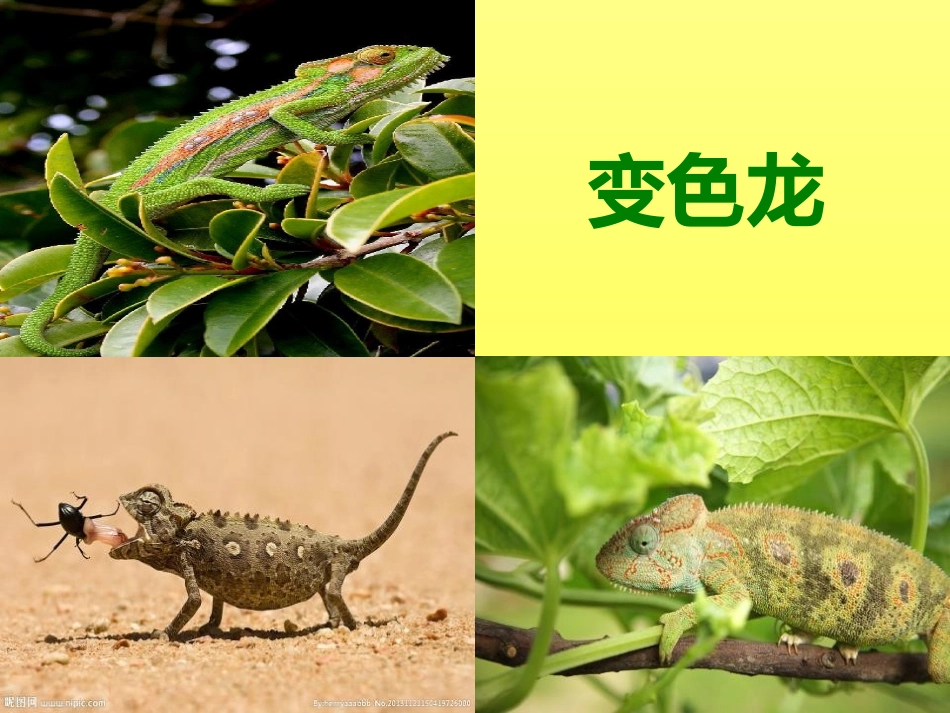 《保护自己办法多》PPT课件[幼儿园社会课件]_第3页
