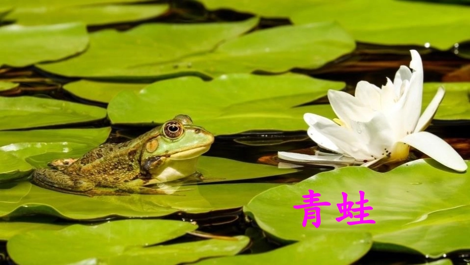 《小青蛙》PPT课件[部编版一年级语文下册]_第3页