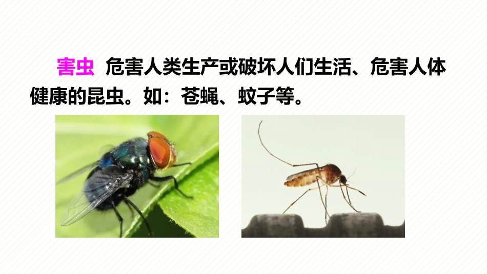 《动物儿歌》PPT优秀课件[部编版一年级语文下册]_第3页