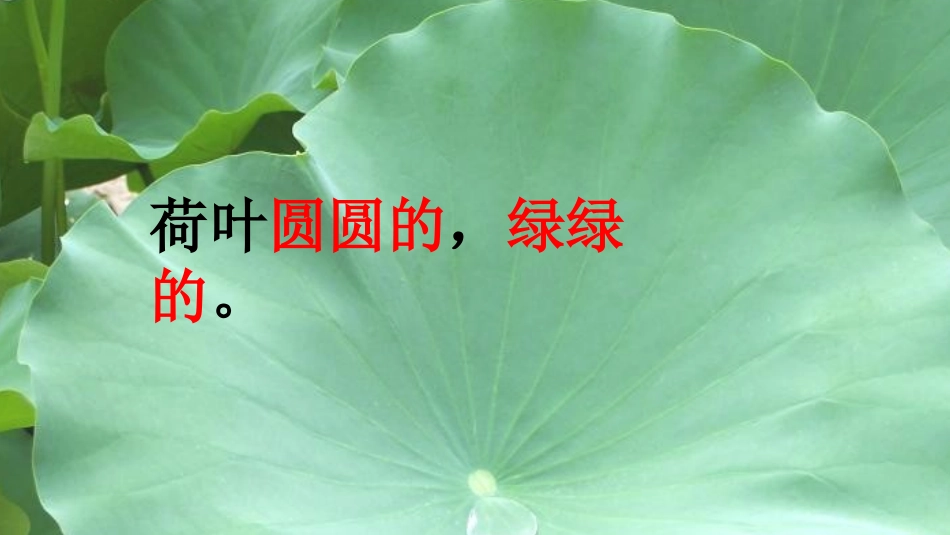 《荷叶圆圆》PPT精品课件[部编版一年级语文下册]_第2页
