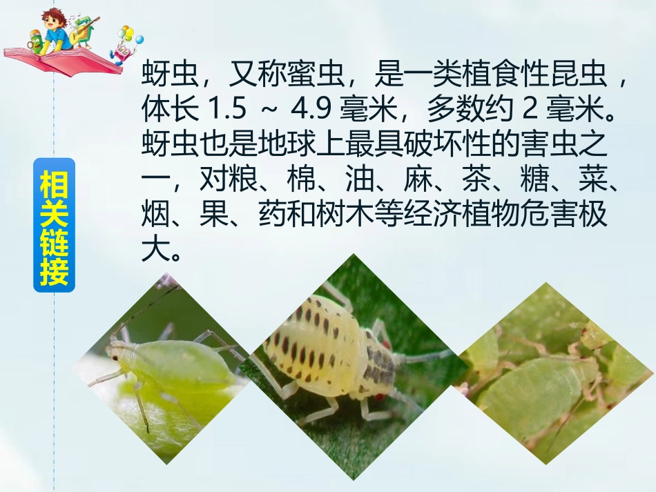 《棉花姑娘》PPT课件[部编版一年级语文下册]_第3页