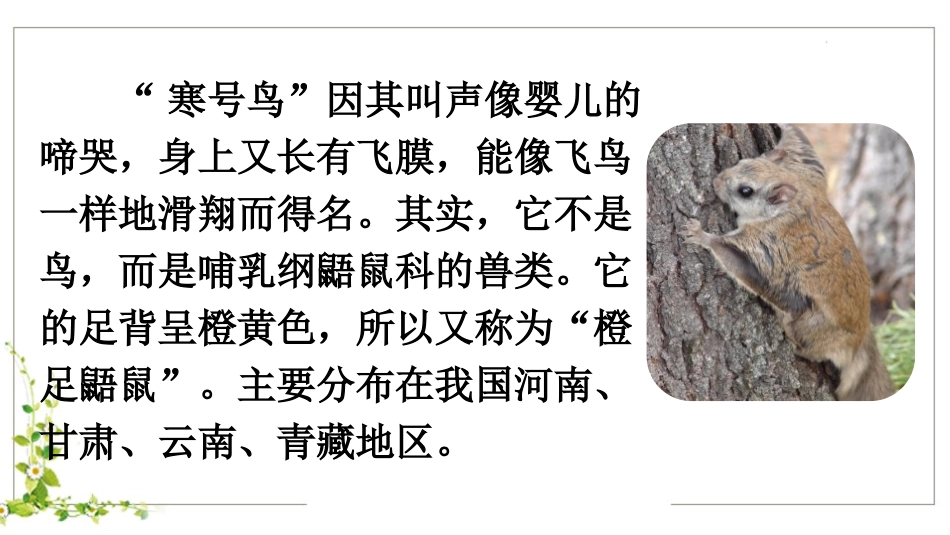 《寒号鸟》PPT免费课件[部编版二年级语文上册]_第3页