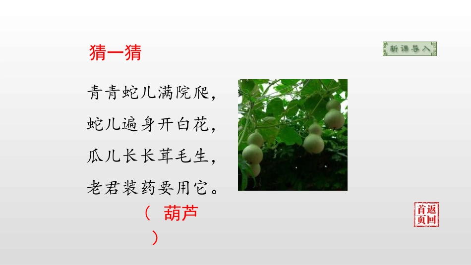 《我要的是葫芦》PPT教学课件[部编版二年级语文上册]_第2页