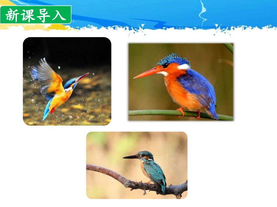 《搭船的鸟》PPT优秀课件[部编版三年级语文上册]_第3页